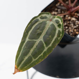 Anthurium Minerva '20' x  Minerva '20' by DocBlock - Pink Veins (wk42-L376)