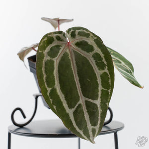 Anthurium Minerva '20' x  Minerva '20' by DocBlock - Purple Emergent (wk42-L377)