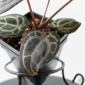 Anthurium Minerva '20' x  Minerva '20' by DocBlock - Purple Emergent (wk42-L377)