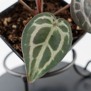 Anthurium Minerva '20' x  Minerva '20' by DocBlock - Purple Emergent (wk42-L377)