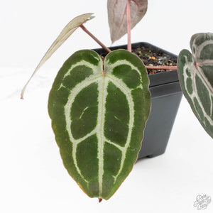 Anthurium Minerva '20' x  Minerva '20' by DocBlock® (wk22-S) *Purple Veins*
