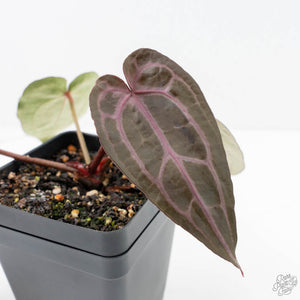 Anthurium Minerva '20' x  Minerva '20' by DocBlock® (wk22-S) *Purple Veins*