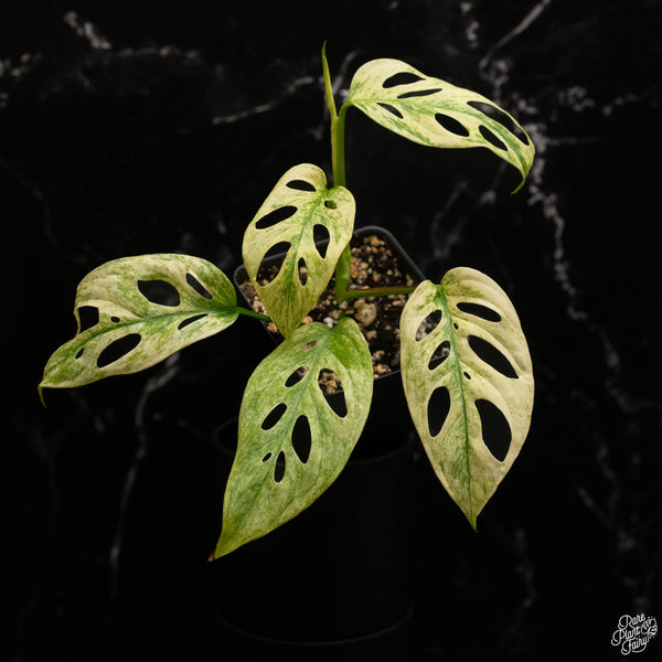 Monstera Adansonii ‘Double Windows’ Mint Variegated (Commonly Mislabeled as Monstera Acuminata Mint) *Grower's Choice*