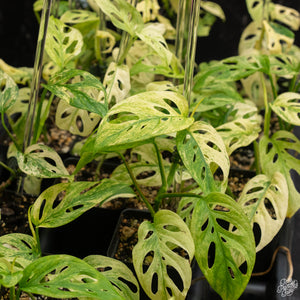 Monstera Adansonii ‘Double Windows’ Mint Variegated (Commonly Mislabeled as Monstera Acuminata Mint) *Grower's Choice*
