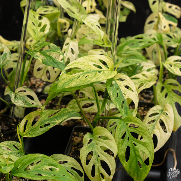 Monstera Adansonii ‘Double Windows’ Mint Variegated (Commonly Mislabeled as Monstera Acuminata Mint) *Grower's Choice*
