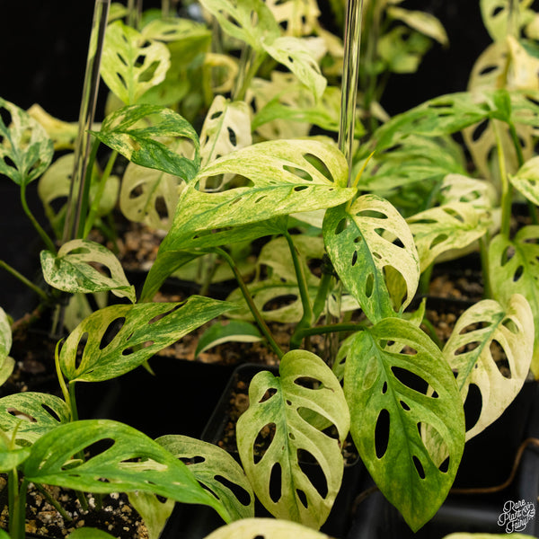 Monstera Adansonii ‘Double Windows’ Mint Variegated (Commonly Mislabeled as Monstera Acuminata Mint) *Grower's Choice*