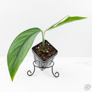 Monstera 'Croatii' (wk27-A)