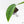 Monstera 'Croatii' (wk27-A)
