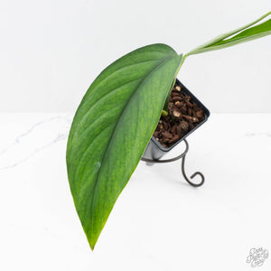 Monstera 'Croatii' (wk27-A)