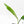 Monstera 'Croatii' (wk27-A)