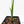 Monstera 'Croatii' (wk27-A)