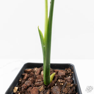 Monstera 'Croatii' (wk27-A)