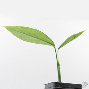 Monstera 'Croatii' (wk27-A)