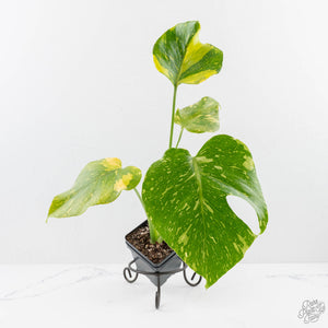 Monstera Deliciosa 'Electrolyte' (wk27-B)