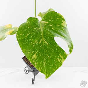 Monstera Deliciosa 'Electrolyte' (wk27-B)