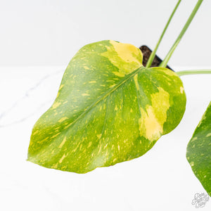 Monstera Deliciosa 'Electrolyte' (wk27-B)