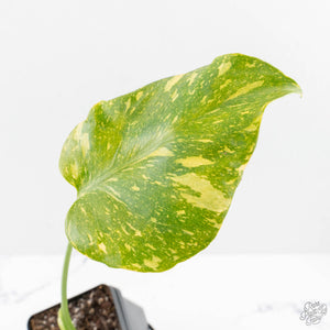Monstera Deliciosa 'Electrolyte' (wk27-B)