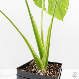 Monstera Deliciosa 'Electrolyte' (wk27-B)