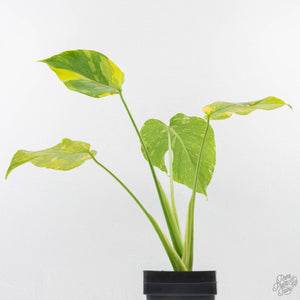 Monstera Deliciosa 'Electrolyte' (wk27-B)