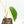 Monstera adansonii albo variegated *Large Form* (wk21-B)