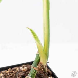 Monstera adansonii albo variegated *Large Form* (wk21-B)