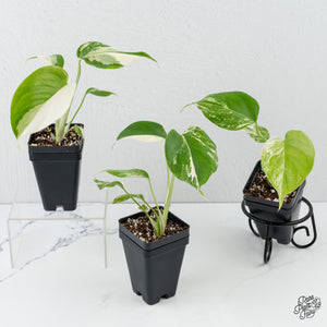 Monstera Deliciosa Albo Variegated (Small Form/Borsigiana) *Grower's Choice*