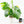 Monstera Deliciosa Aurea Variegated (Small Form/Borsigiana) *Grower's Choice*