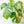 Monstera Deliciosa Aurea Variegated (Small Form/Borsigiana) *Grower's Choice*