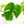 Monstera Deliciosa Aurea Variegated (Small Form/Borsigiana) *Grower's Choice*