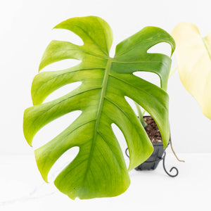 Monstera deliciosa 'Blue Mint' (wk32-U102)