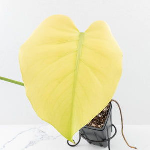 Monstera deliciosa 'Blue Mint' (wk32-U102)