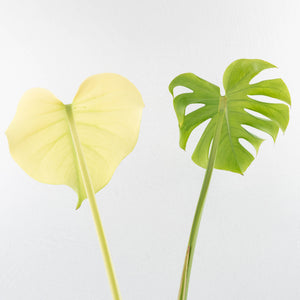 Monstera deliciosa 'Blue Mint' (wk32-U102)
