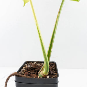 Monstera deliciosa 'Blue Mint' (wk32-U102)