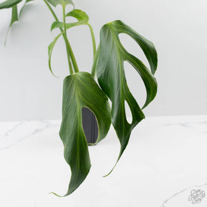 Monstera 'Burle Marx Flame’ Aurea Variegated (wk44-U194)