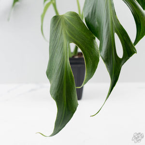 Monstera 'Burle Marx Flame’ Aurea Variegated (wk44-U194)