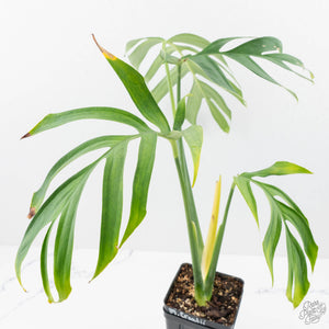 Monstera 'Croatii' (wk23-A)