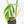 Monstera 'Croatii' (wk23-A)
