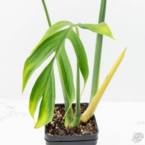 Monstera 'Croatii' (wk23-A)
