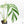 Monstera 'Croatii' (wk23-A)