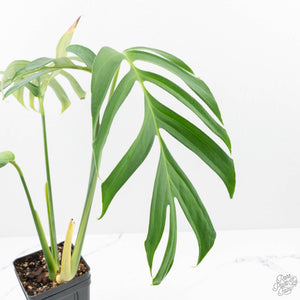 Monstera 'Croatii' (wk23-A)