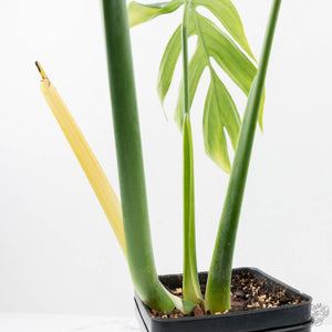 Monstera 'Croatii' (wk23-A)