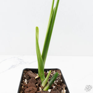 Monstera 'Croatii' (wk26-E)