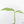 Monstera 'Croatii' (wk26-E)
