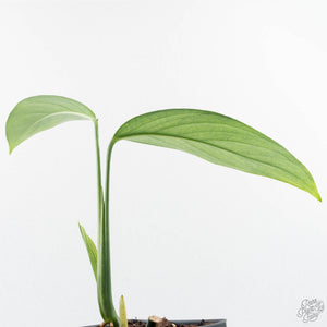 Monstera 'Croatii' (wk29-B)