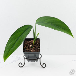 Monstera 'Croatii' (wk29-B)