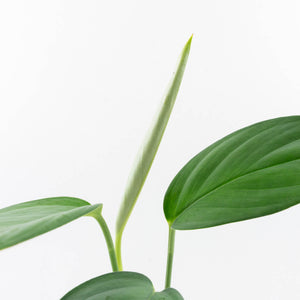 Monstera 'Croatii' (wk30-S)