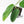 Monstera 'Croatii' (wk30-S)