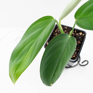 Monstera 'Croatii' (wk30-S)