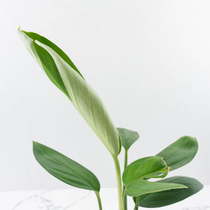 Monstera 'Croatii' (wk37-L135)