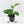 Monstera 'Croatii' (wk37-L135)